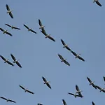 Gæstehus Pelican Birding