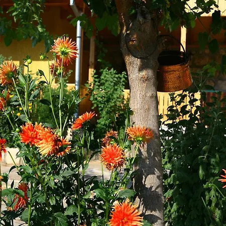 Guest house Pelican Birding Vetren (Silistra)