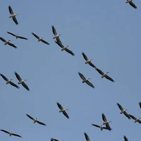 בית הארחה Pelican Birding